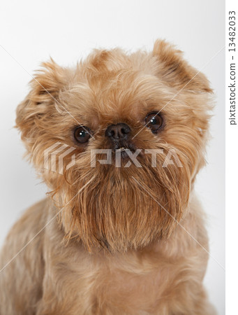 Portrait dog of the Griffon Bruxellois 13482033
