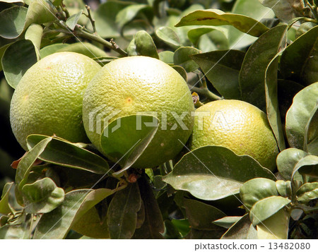 Or Yehuda Ripening Oranges 2010 13482080