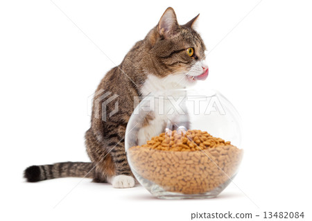Gray cat and dry food Gray cat and dry food 13482084