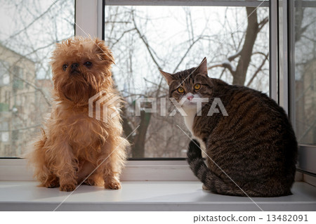 Cat and dog sitting on the window Cat and dog sitting on the window 13482091