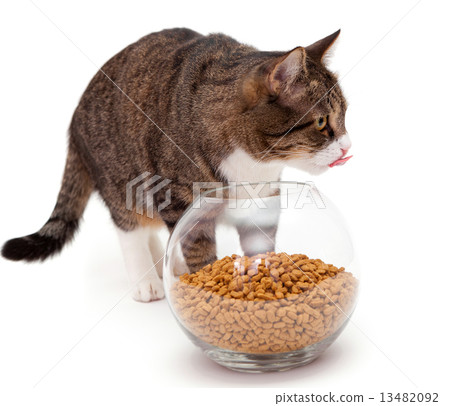 Gray cat and dry food 13482092