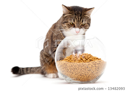 Gray cat and dry food Gray cat and dry food 13482093