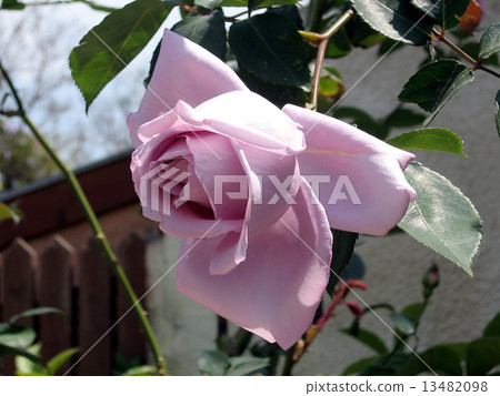 Or Yehuda Rose 2007 Or Yehuda Rose 2007 13482098