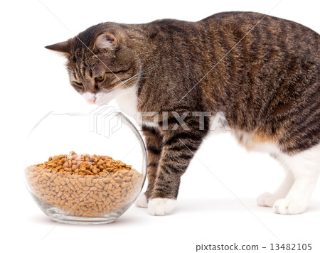 Gray cat and dry food 13482105