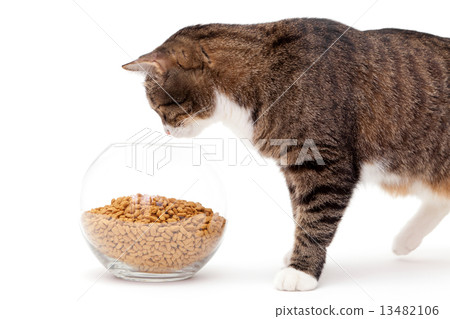 Gray cat and dry food Gray cat and dry food 13482106