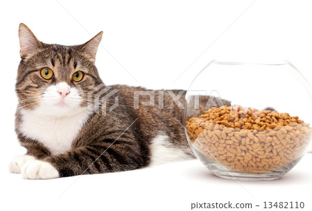 Gray cat and dry food Gray cat and dry food 13482110