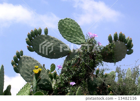 Or Yehuda Sabra Cactus 2005 13482116