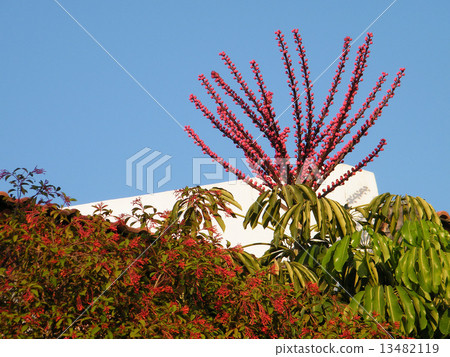 Or Yehuda Schefflera & Erythrina 2010 13482119
