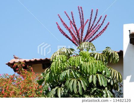 Or Yehuda Schefflera actinophylla & Turtledove 2010 Or Yehuda Schefflera actinophylla & Turtledove 2010 13482120