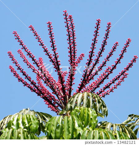 Or Yehuda Schefflera actinophylla 2010 13482121