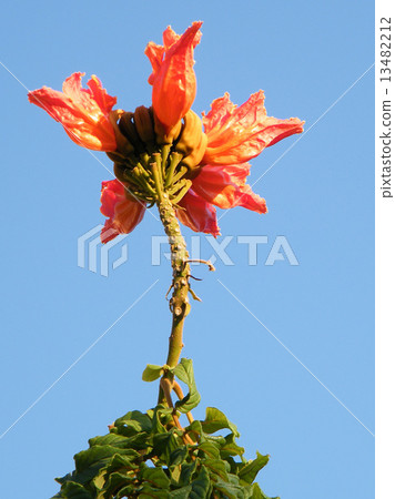 Or Yehuda Spathodea campanulata flower 2010 Or Yehuda Spathodea campanulata flower 2010 13482212