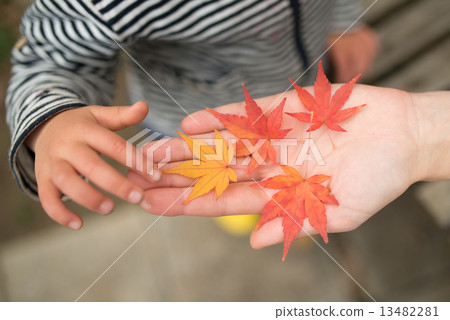 Parent and child hand playing with Maple leaves 13482281