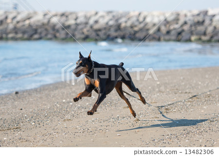 沿著海灘奔跑的杜賓犬 13482306