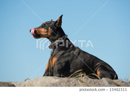  Doberman 13482311