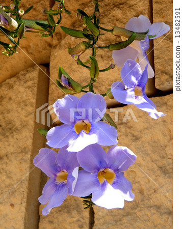 Or Yehuda Thunbergia Grandiflora branch 2010 Or Yehuda Thunbergia Grandiflora branch 2010 13482591