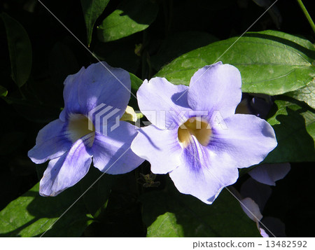 Or Yehuda Thunbergia Grandiflora flower 2010 Or Yehuda Thunbergia Grandiflora flower 2010 13482592