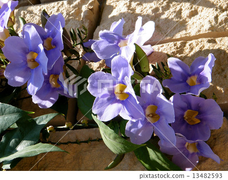 Or Yehuda Thunbergia Grandiflora flowers 2010 13482593