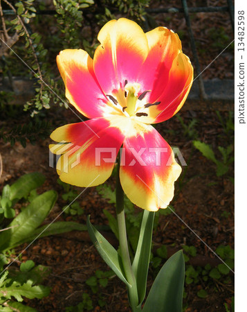 Or Yehuda tulip isolated 2011 Or Yehuda tulip isolated 2011 13482598