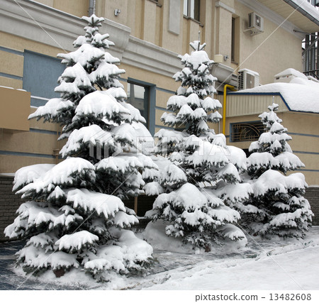 Snowy fir trees 13482608