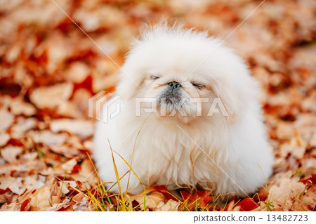 White Pekingese Pekinese Peke Whelp Puppy Dog White Pekingese Pekinese Peke Whelp Puppy Dog 13482723