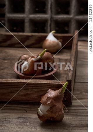 shoots of tulips 13482856