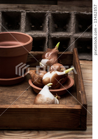 shoots of tulips shoots of tulips 13482857