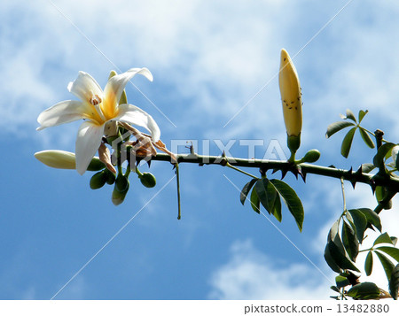 Or Yehuda White Chorisia speciosa branch 2010 13482880