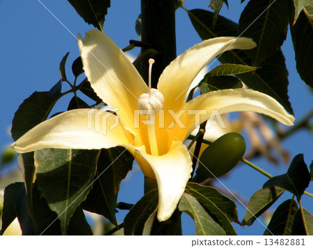 Or Yehuda White Chorisia speciosa flower 2010 13482881