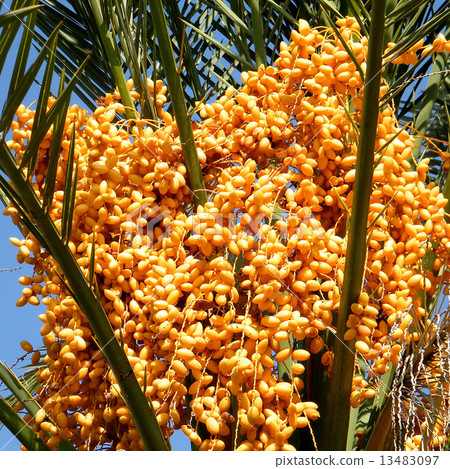 Or Yehuda Yellow Date Palm 2010 Or Yehuda Yellow Date Palm 2010 13483097