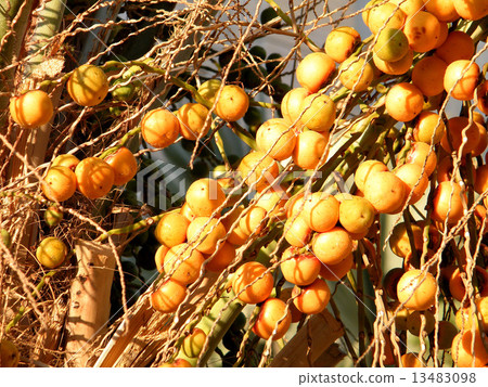 Or Yehuda Yellow Dates 2010 Or Yehuda Yellow Dates 2010 13483098