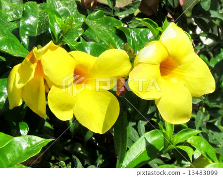 Or Yehuda Yellow Mandevilla 2011 13483099