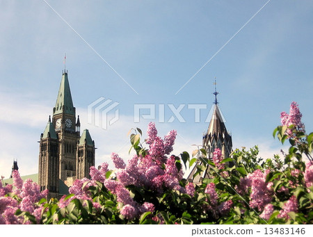 Ottawa Lilacs on the background of Parliament 2008 Ottawa Lilacs on the background of Parliament 2008 13483146