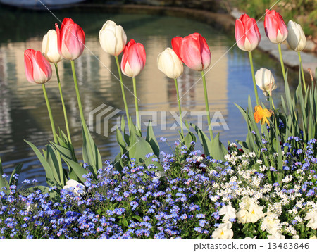 yellow and red tulips with water drops and pond 13483846