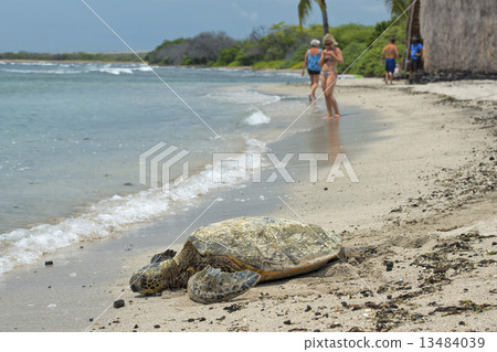 Green Turtle on sandy beach in Hawaii Green Turtle on sandy beach in Hawaii 13484039