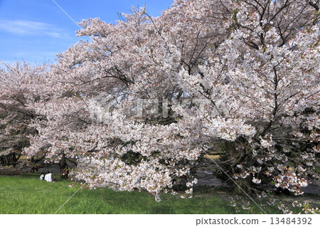 Cherry blossoms of Showa Memorial Park Cherry blossoms of Showa Memorial Park 13484392