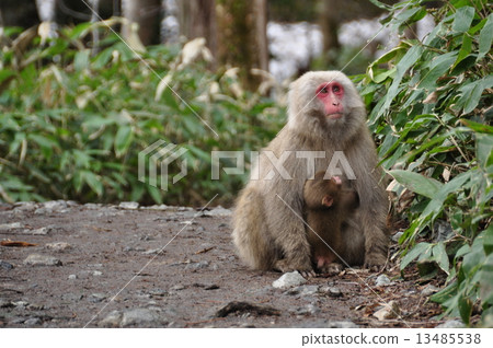 Parent-child monkey Parent-child monkey 13485538