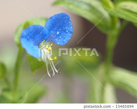 Commelina communis 13485894