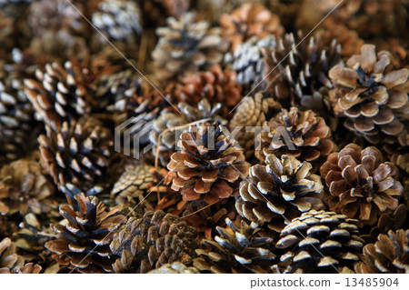 Matsubokuri 13485904