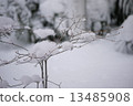 snowfall, snowfalls, snow scene 13485908