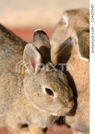 Rabbit  13485940