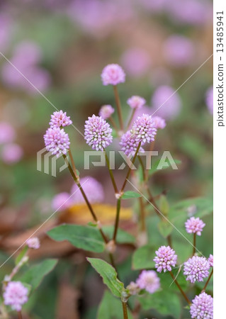 Himetsuru soba 13485941