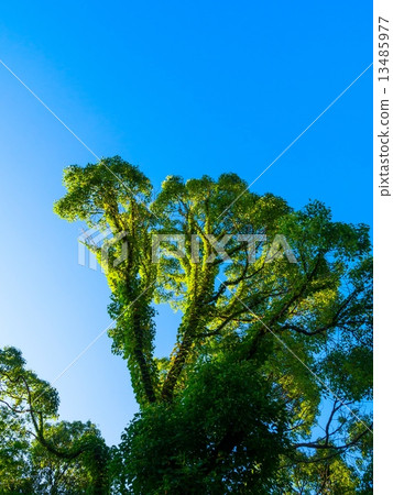 Kusunoki與常春藤糾纏在一起 13485977