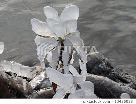 水邊的Ryujinike冰柱 13486058