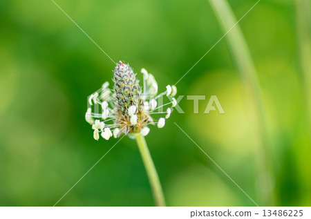 長葉車前 13486225