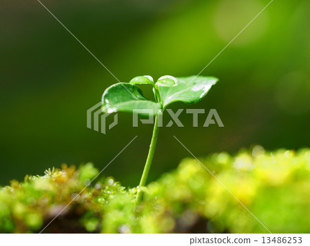 Forest sprout Forest sprout 13486253