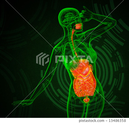 3d render medical illustration of the human digestive system 13486358
