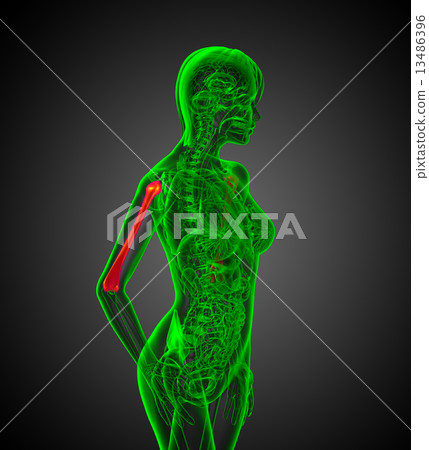 3d render medical illustration of the humerus bone 13486396