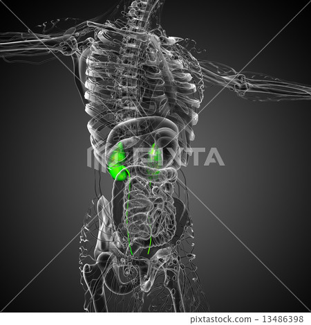 3d render medical illustration of the human kidney 13486398