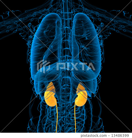 3d render medical illustration of the human kidney 13486399
