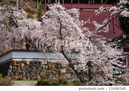 京都Fukutokuji的分支櫻花 13486560